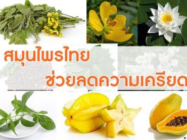 สมุนไพรไทย ช่วยลดความเครียด